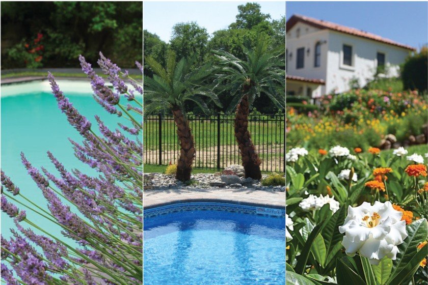 Best Plants for Pool Landscaping