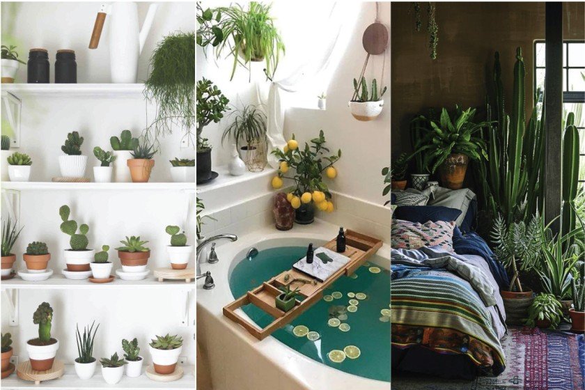 Succulent Ideas for Room Design